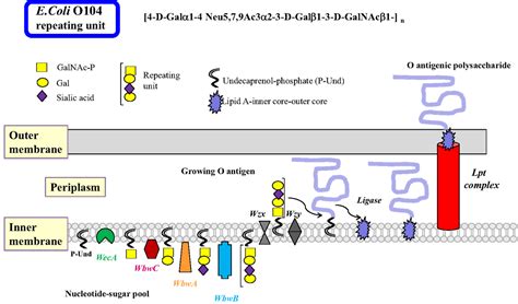 Frontiers | Crossroads between Bacterial and Mammalian ...