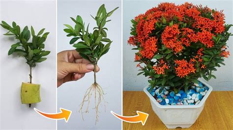 How to propagate Ixora flowers by cuttings Ixora plant care ...