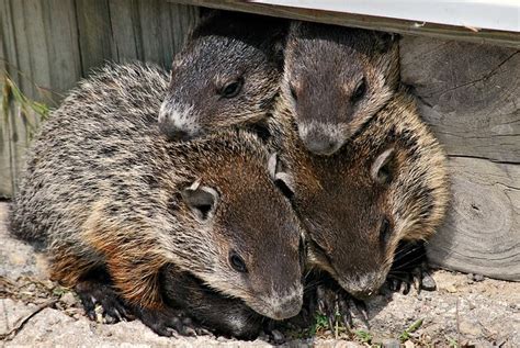 42N Observations: Groundhog Babies Have Their Day in the Sun