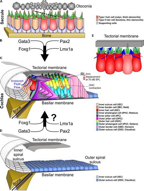 Basilar Membrane Hair Cells