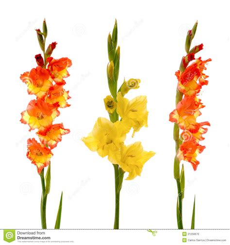 Gladiolus clipart 20 free Cliparts | Download images on Clipground 2024