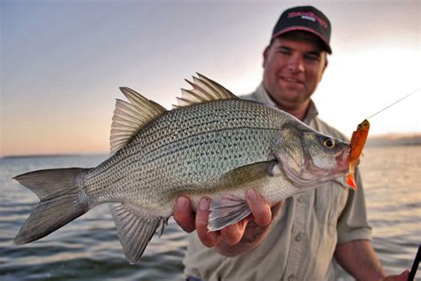 Spring White Bass Fishing in Utah Lake - Utah Stories