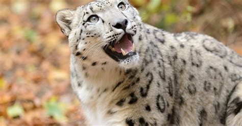 Animal Adventurer: India's First Snow Leopard Conservation Center Planned!