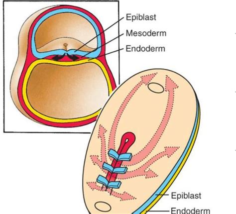 Gastrulation and Germ Layer Formation - Creative Diagnostics