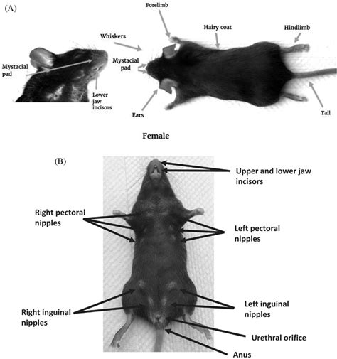 Label The Parts Of The Mouse