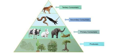 Compare and Contrast Producers and Consumers in an Ecosystem