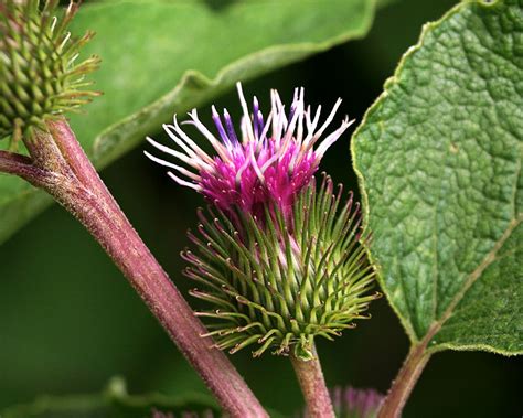 Burdock Flower