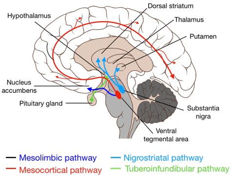 Main dopamine pathways in the brain. | Download Scientific Diagram