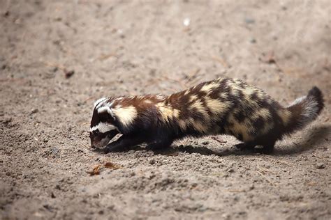 What Animals Live In The Gobi Desert? - WorldAtlas