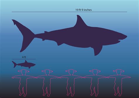 Great white shark research – The Gills Club – An education initiative ...