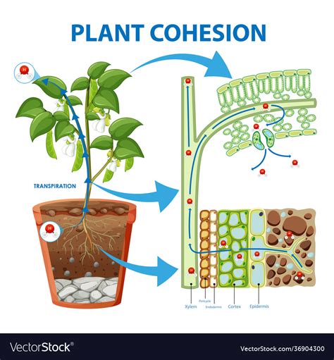 Cohesion In Plants