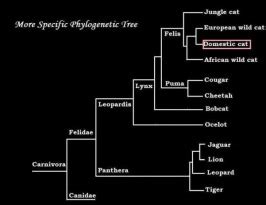 Classification - Russian Blue Cats