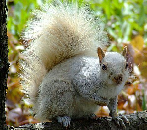 White squirrel | Eekhoorn, Dieren