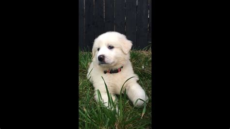 Great pyrenees puppy training - YouTube