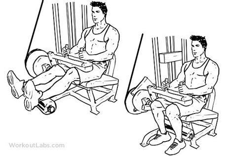 Seated Leg Curls – WorkoutLabs Exercise Guide in 2022 | Leg curl ...