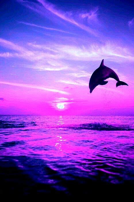 Pretty Dolphin Wallpapers