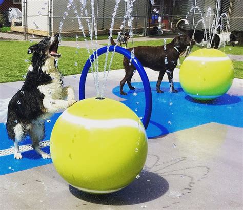 Dog splash pad | Dog park equipment, Dog boarding facility, Dog boarding