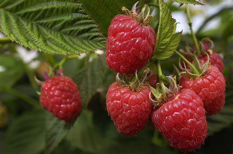 Best Berry Plants for Edible Landscaping