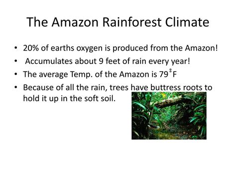 PPT - Amazon Rainforest PowerPoint Presentation, free download - ID:2108318