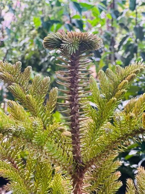 Araucaria columnaris New Caledonia Pine - Neth Green