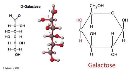 Galactose Metabolism: Enzymes, Steps, Pathways, Uses