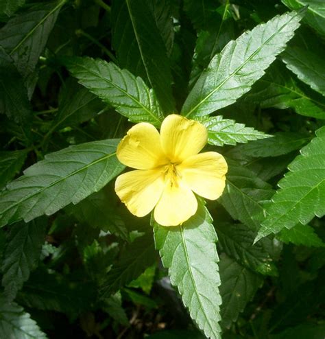 Damiana Herb (Turnera Diffusa) – The Sacred Willow