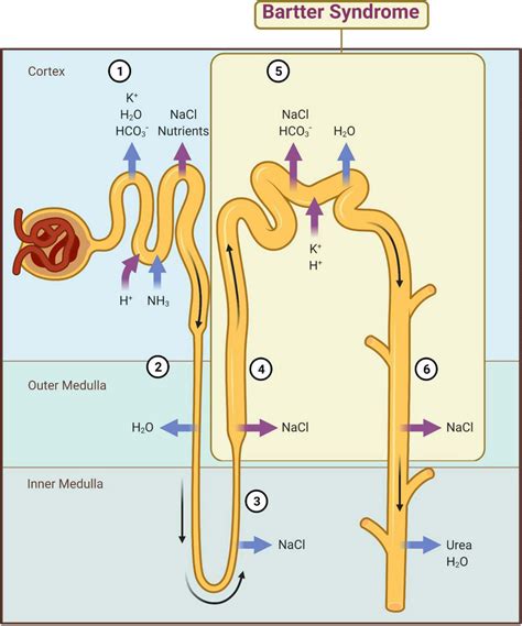 Main mechanisms of kidney reabsorption and secretion. 1—Proximal ...