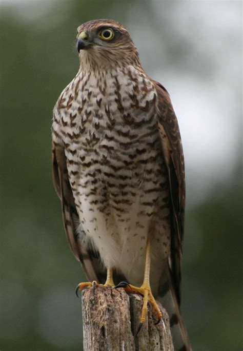 The 25+ best British birds of prey ideas on Pinterest | Raptors, Pretty ...