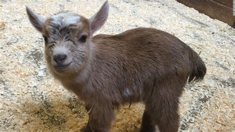 Zoo welcomes adorable 'new kid on the block' - CNN