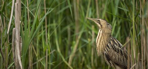 Timeline - Revolutions to Wildlife - Avalon Marshes