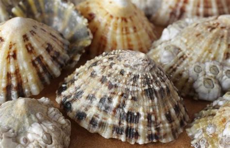 Common Limpet - Facts, Habitat, Diet, Conservation, & More - American ...