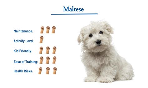 Do Maltese Make Good Pets