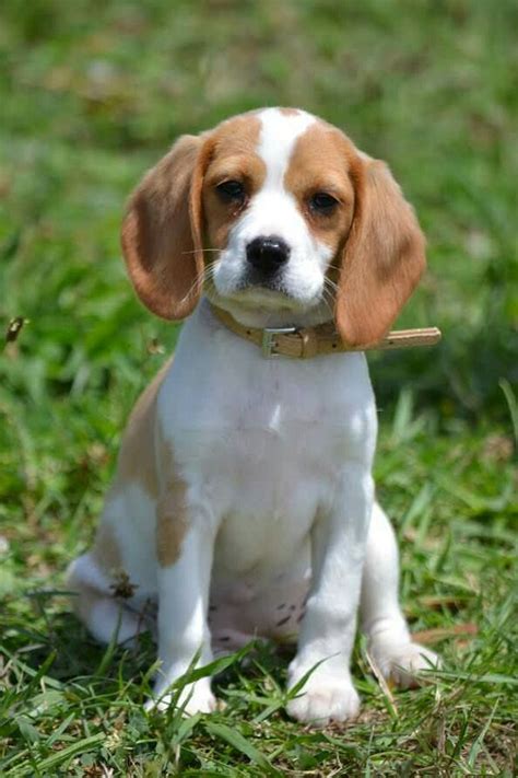 Cocker Spaniel X Beagle Puppies