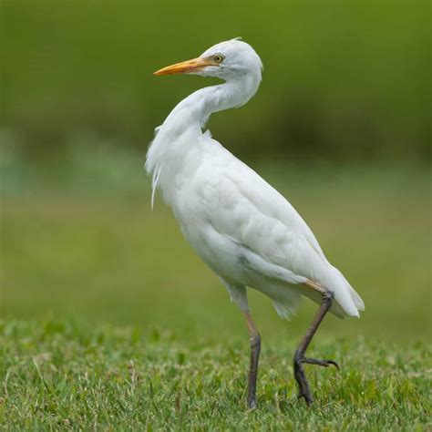 Cattle Egret - Kaelepulu Wetland