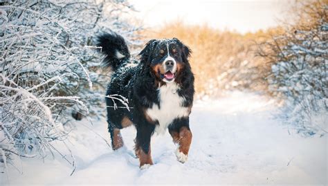 The 9 Best Dog Breeds for Cold Weather - Orvis News