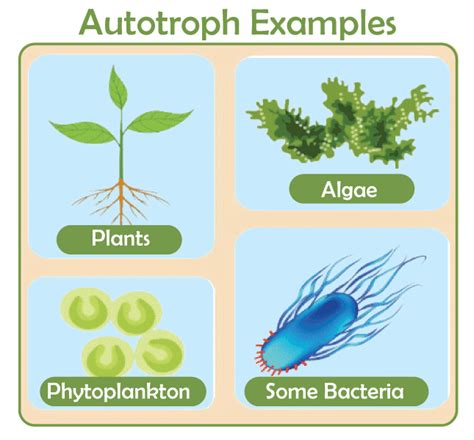 Autotrophs Examples