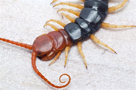 Real Monstrosities: Giant Red-headed Centipede