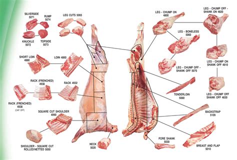 Lamb Meat Cuts Chart