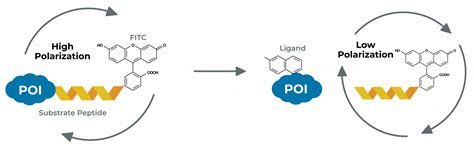 Fluorescence Polarization - LifeSensors