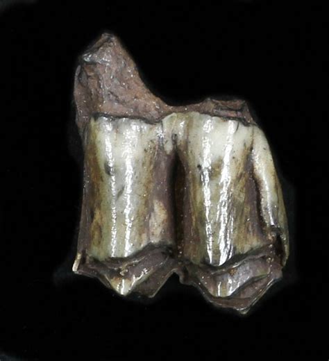 Pleistocene Camel Tooth - Florida (#35399) For Sale - FossilEra.com