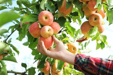 Fall into Apple Picking at These Nearby Maryland Farms