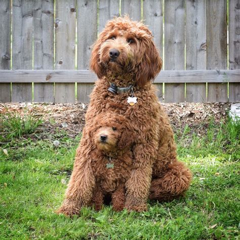 Standard and Mini goldendoodle. Follow then on Instagram ...