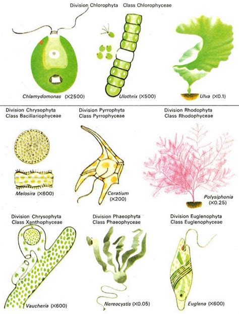 PhytoGuide of the Falmouth Estuary: Chlorophyta (Green Algae)