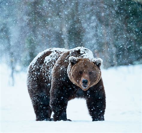 Russian bear – Telegraph