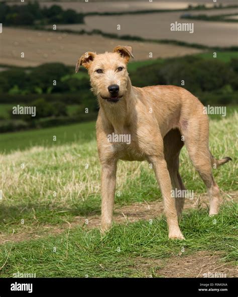 bull cross wheaten lurcher Stock Photo, Royalty Free Image: 86504022 ...