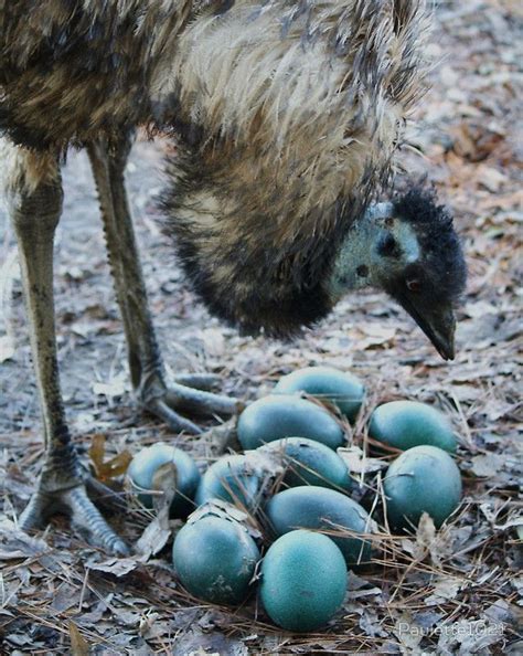 Emu Admiring Her Newly Layed Eggs by Paulette1021 | Australian native ...