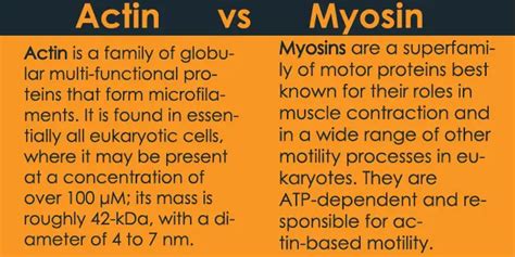 Actin vs Myosin a Basic Interesting Difference Guide – 24 Hours Of Biology