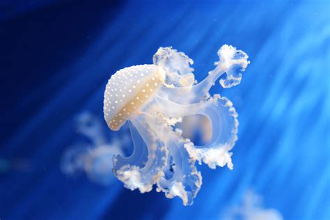 10 Extraordinary Jellyfish Species