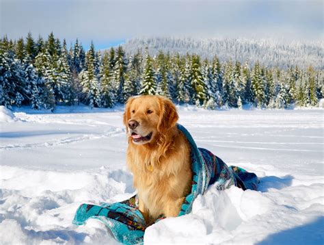 Snow, Golden Retriever, Golden Retriever Puppy, Golden Retriever Dog ...