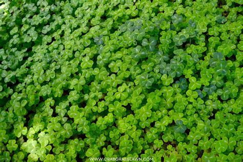 Why You Should Consider a Micro Clover Lawn (The Mini Clover Trend ...